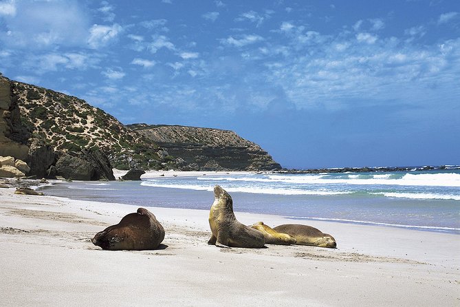 Kangaroo Island Shore Excursion Scenic Trail Tour - Why this tour makes sense for a cruise stop