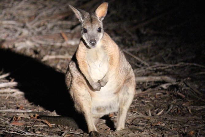 Kangaroo Island Shore Excursion Scenic Trail Tour - The guide can make or break the experience