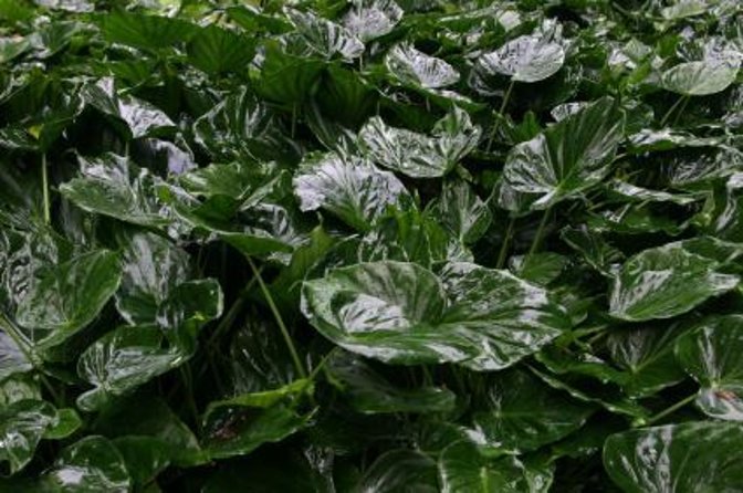 Kauai Cruise Ship Excursion: Wailua River & Fern Grotto - What this Kauai afternoon actually includes