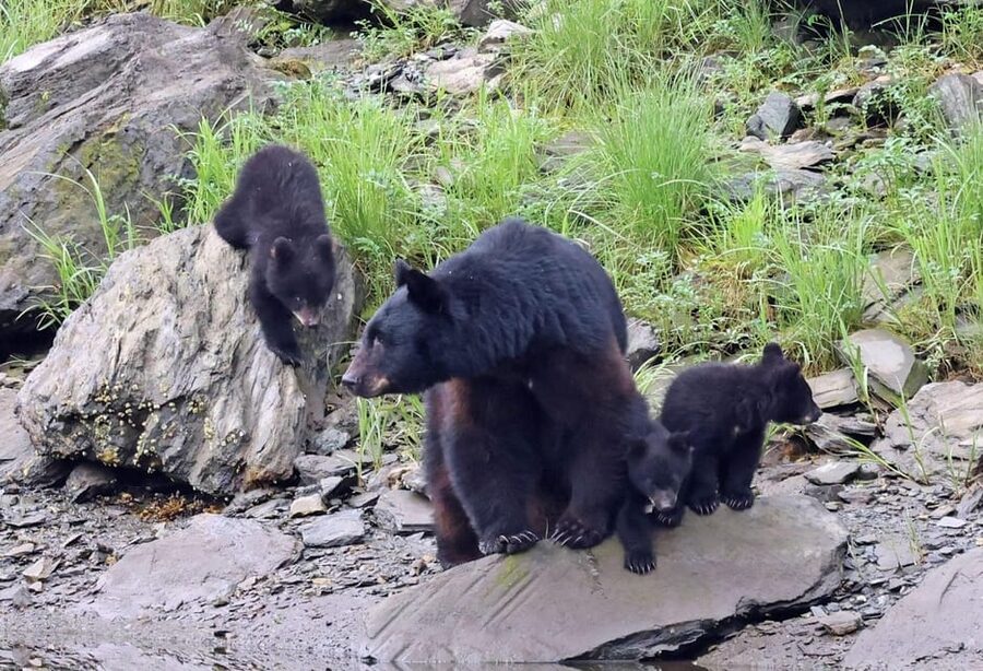Ketchikan: Alaska Native Cultural and Scenic Shore Excursion - Five things to know before you go