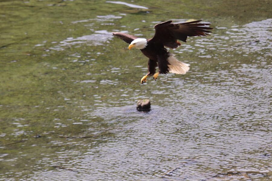 Ketchikan: Alaska Native Cultural and Scenic Shore Excursion - The Tongass drive and the 5876 to 5878 S Tongass Highway stop