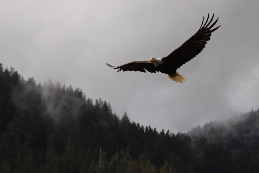 Ketchikan: Alaska Native Cultural and Scenic Shore Excursion - Herring Cove and the chance of a big wildlife moment