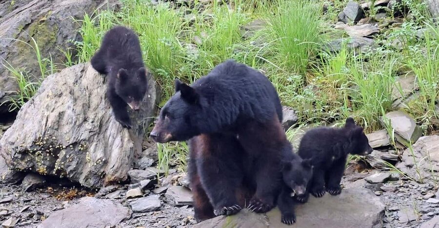 Ketchikan: Alaska Native Cultural and Scenic Shore Excursion - The guides are the heart of the outing