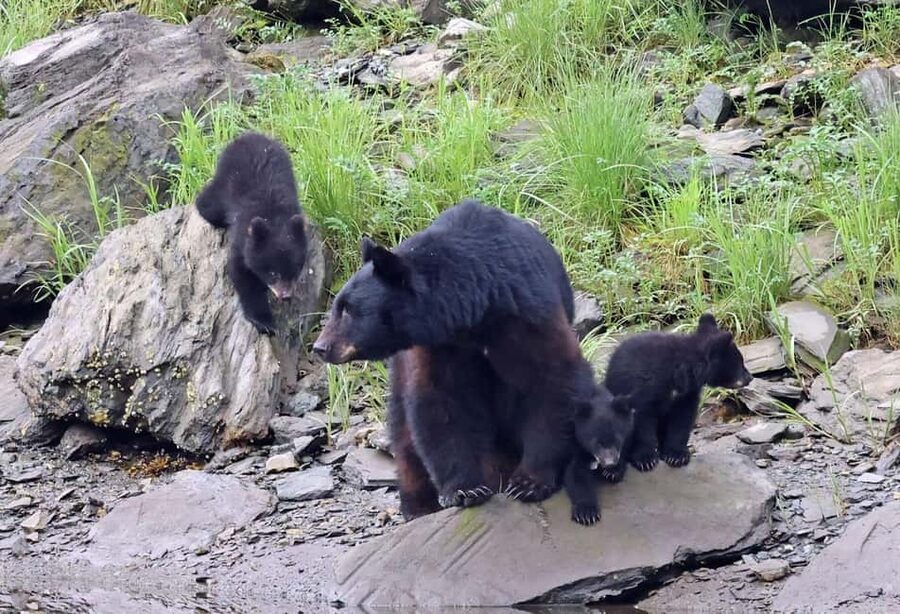 Ketchikan: Alaska Native Cultural and Scenic Shore Excursion - Meeting at the Ketchikan Visitors Bureau
