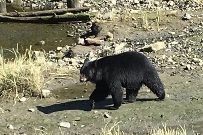 Ketchikan Shore Excursion: Eagle Sanctuary and Rainforest Wildlife Center - Key points to know before you book