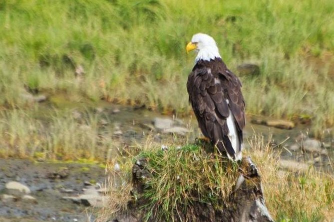Ketchikan Shore Excursion: Eagle Sanctuary and Rainforest Wildlife Center - A half-mile walk through Southeast Alaska rainforest
