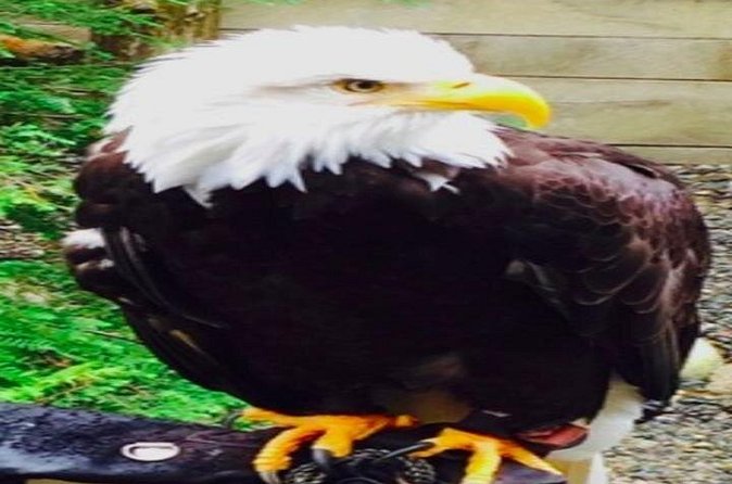 Ketchikan Shore Excursion: Eagle Sanctuary and Rainforest Wildlife Center - The wildlife center question deserves attention