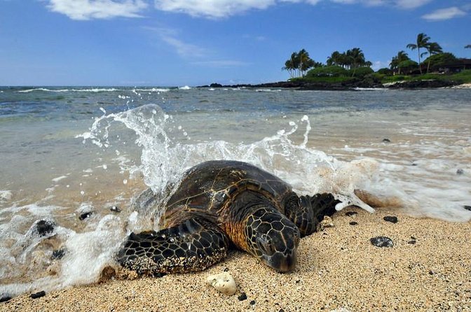 Kona Shore Excursion: Sea Turtles, Historic Kona & Coffee - Key points before you book