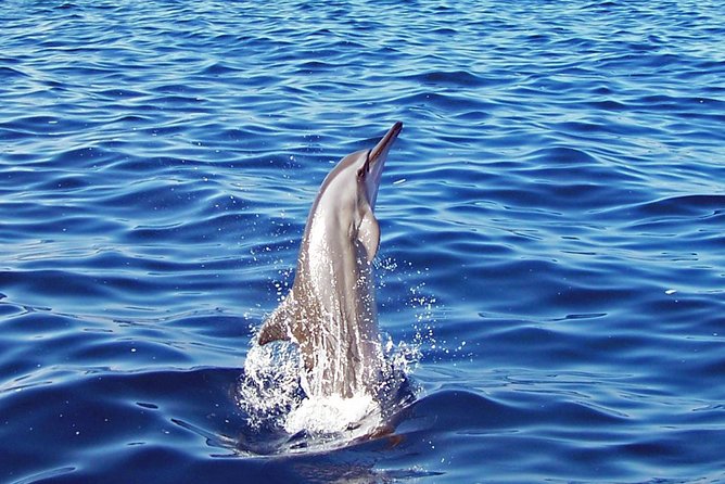 Kona Shore Excursion: Wild Dolphin Reefs Snorkel and Sea Caves - Leaving Kailua Pier by Zodiac