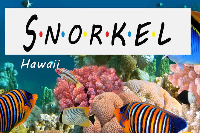 Kona Shore Excursion: Wild Dolphin Reefs Snorkel and Sea Caves - South Along Kona’s Lava Coast