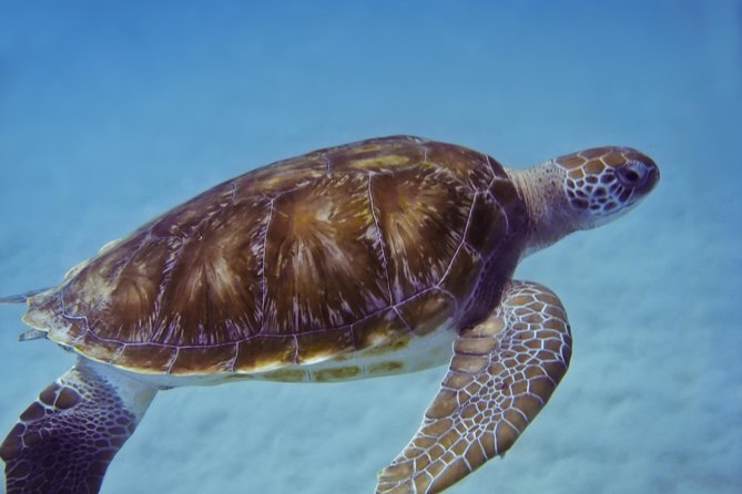 Kona Shore Excursion: Wild Dolphin Reefs Snorkel and Sea Caves - Who Will Like This Kona Excursion?