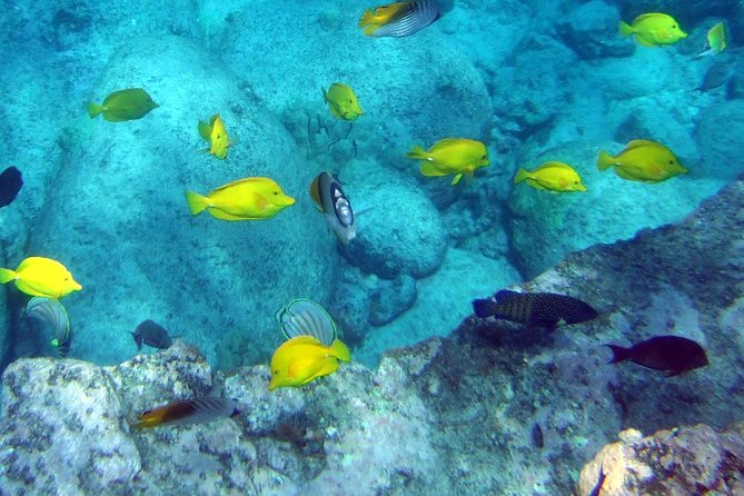 Kona Shore Excursion: Wild Dolphin Reefs Snorkel and Sea Caves - Snorkeling Beneath the Captain Cook Monument