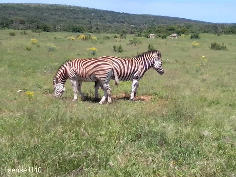 Kragga Kamma Safaris And Shore Excursions - Why the location makes this safari easy