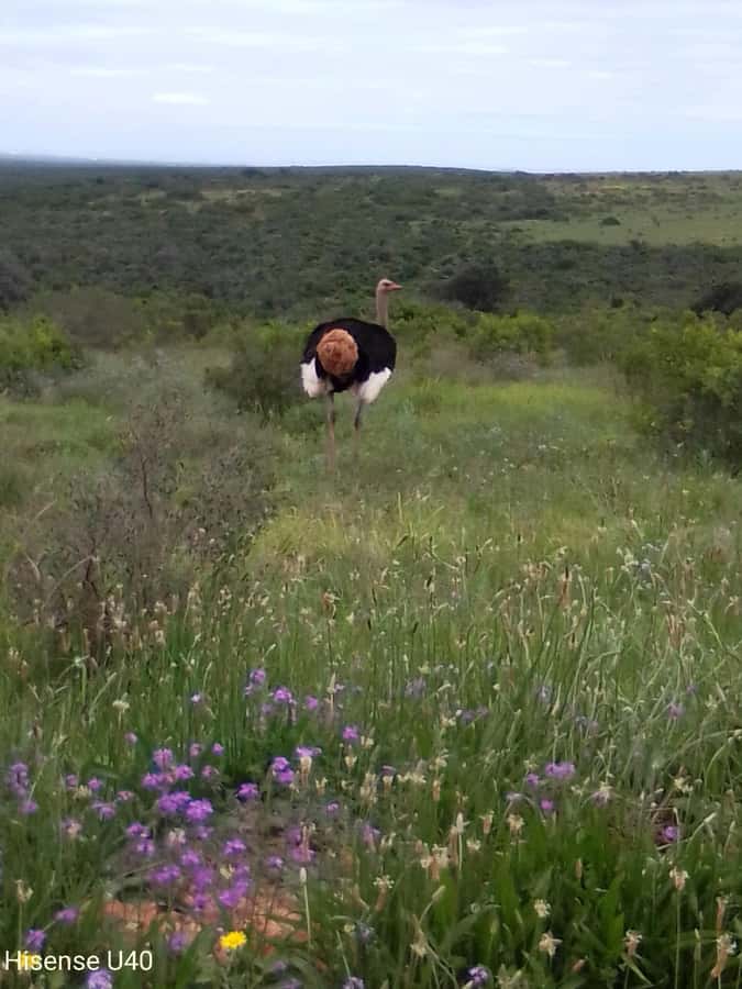 Kragga Kamma Safaris And Shore Excursions - What you may see among the coastal trees and grass