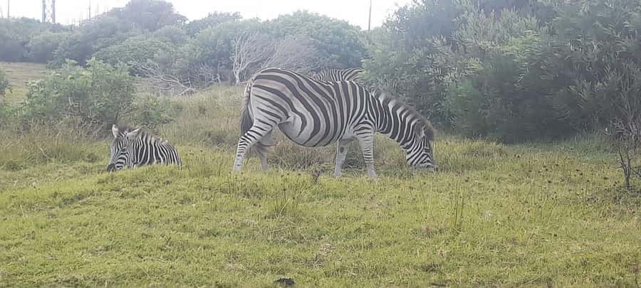 Kragga Kamma Safaris And Shore Excursions - The four-hour plan from Port Elizabeth
