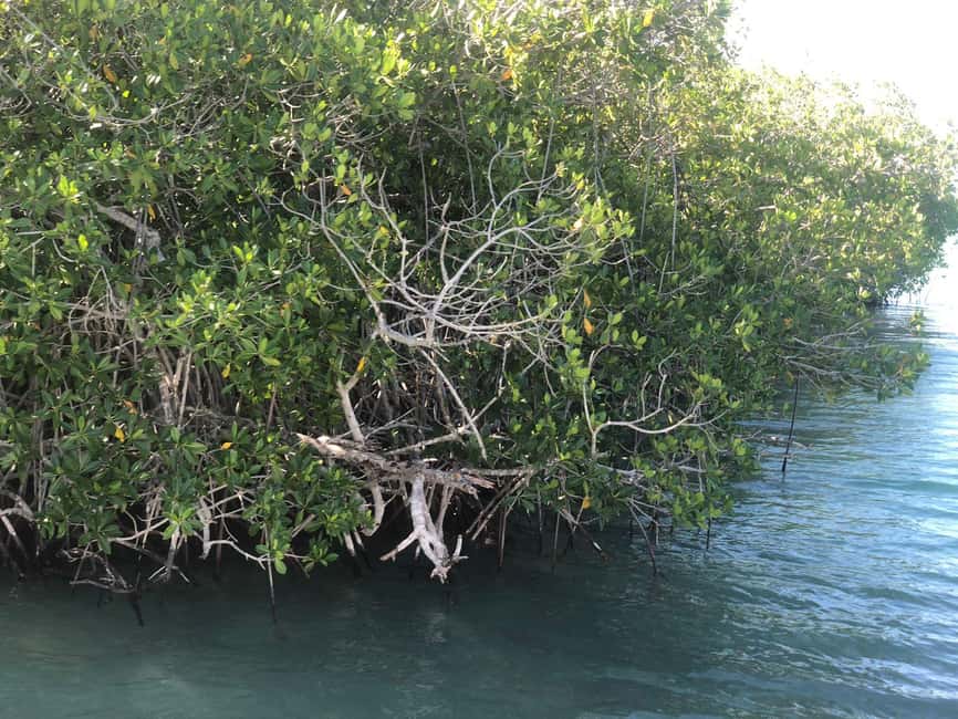 La Romana: Saona Island for Norwegian Sky Cruise Passengers - Why Saona works well as a La Romana shore day