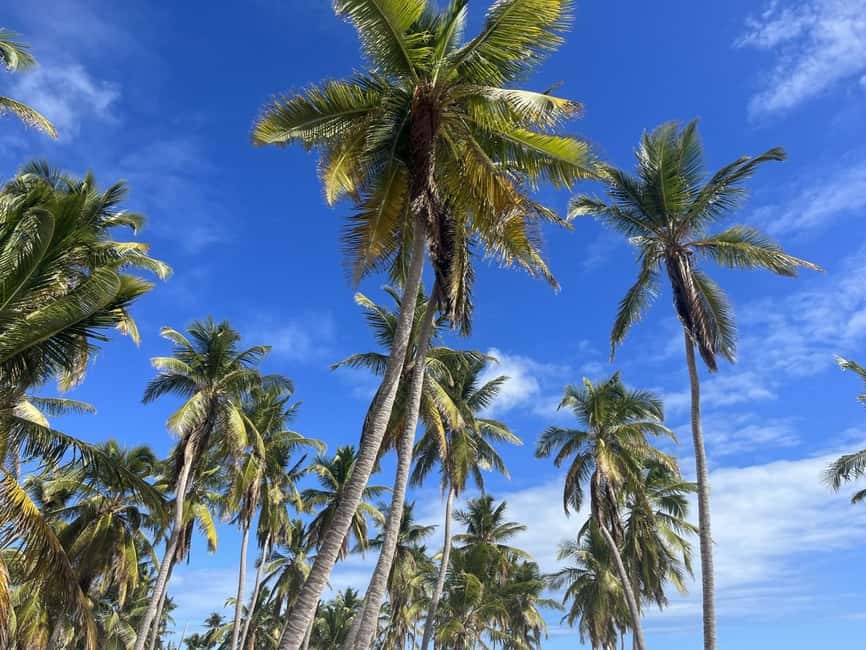 La Romana: Saona Island for Norwegian Sky Cruise Passengers - The natural pool and giant starfish