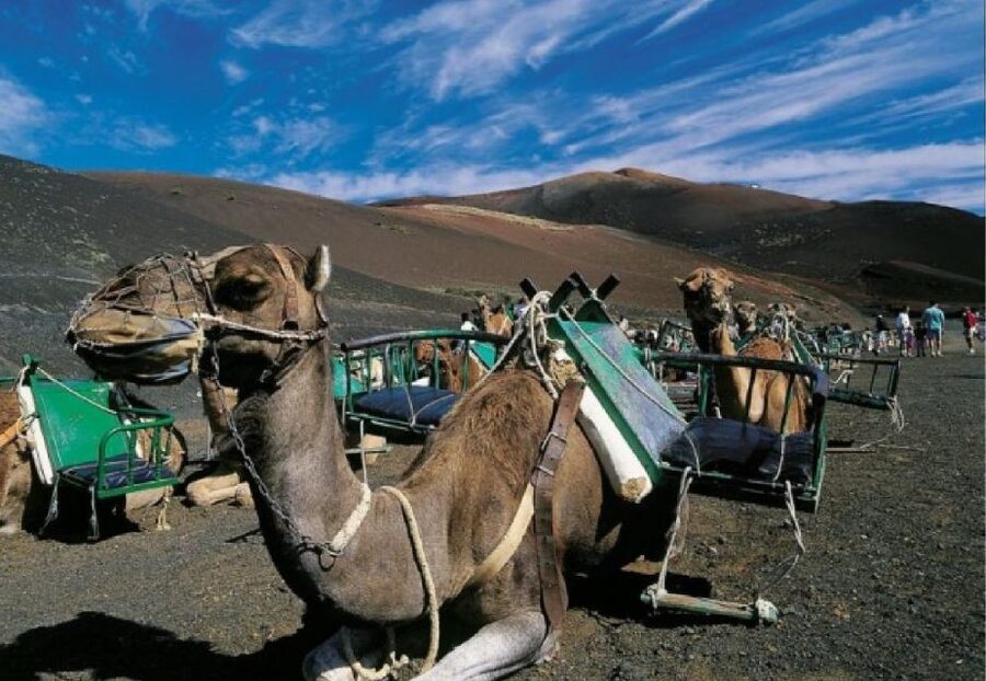 Lanzarote: Day Tour for Cruise Passengers - La Geria wine tasting on volcanic soil