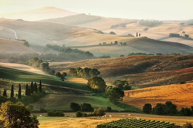 Livorno port to Bolgheri wine region and Etruscan castle - Bolgheri’s Walls and Wine Country