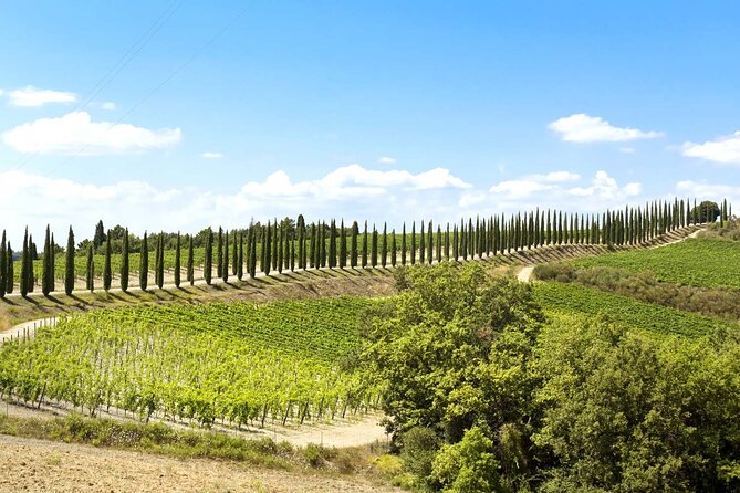 Livorno shore excursion: Bolgheri and Supertuscan private tour - Massimo, food talk, and the human side of wine