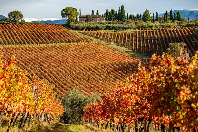 Livorno Shore Excursion: Chianti and Tuscany Countryside Private Wine Tour - Timing, comfort, and port safety