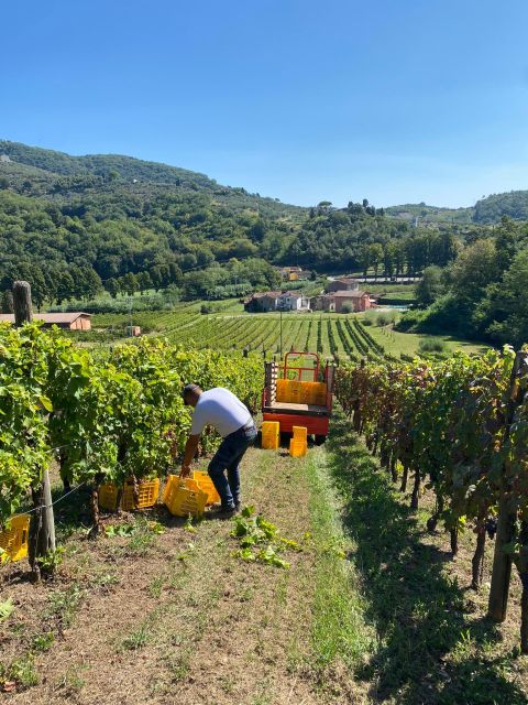Lucca Tour & Pisa Tower + Wine Tasting by van from Livorno - What the $180.12 price includes
