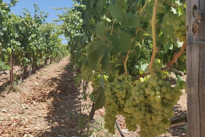 LUXURY PRIVATE Wine Tasting in CRETE (also for CRUISE SHIPS) - What $197.06 Buys You
