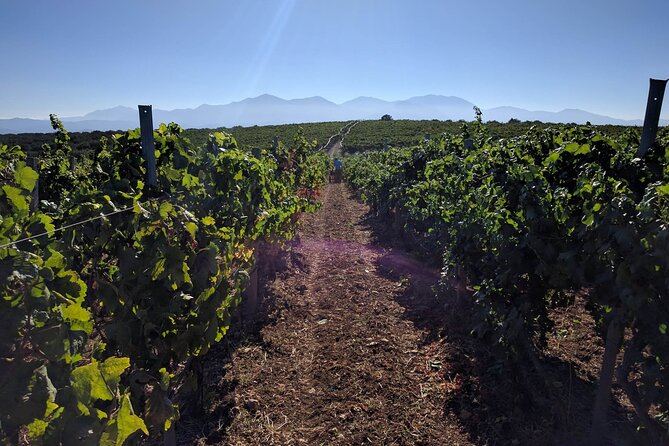 LUXURY PRIVATE Wine Tasting in CRETE (also for CRUISE SHIPS) - Who Will Get the Most From This Experience
