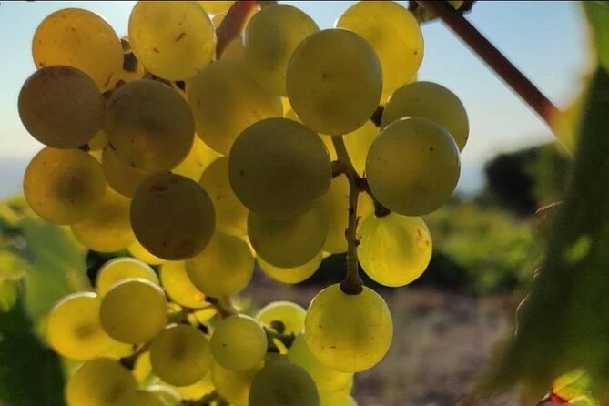 LUXURY PRIVATE Wine Tasting in CRETE (also for CRUISE SHIPS) - Practical Details That Affect Your Day