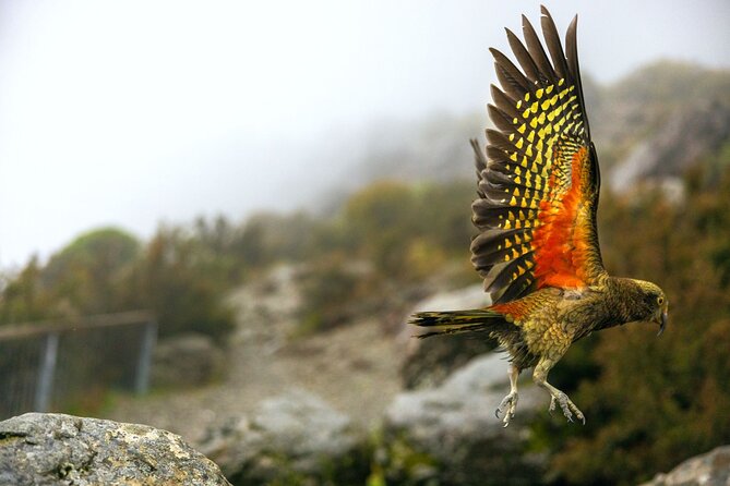 Lyttelton Shore Excursion: Arthur's Pass Day Tour - Why this is a serious mountain outing from Lyttelton