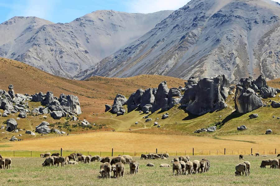 Lyttelton: Shore Excursion, Castle Hill & Inland Canterbury - Is the $298 price good value?