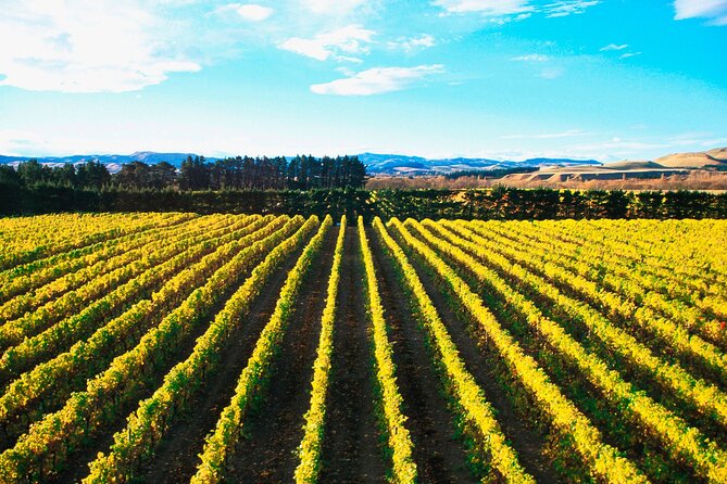 Lyttelton Shore Excursion - City Highlights & Waipara Wine Tour - Key points to know before booking