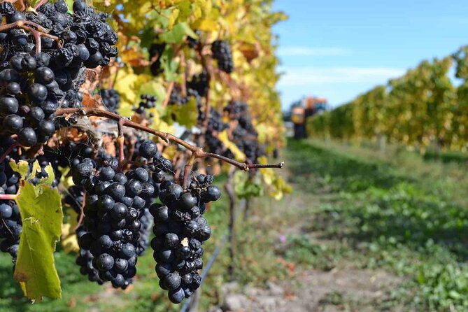 Lyttelton Shore Excursion - City Highlights & Waipara Wine Tour - Torlesse Wines keeps the wine circuit moving