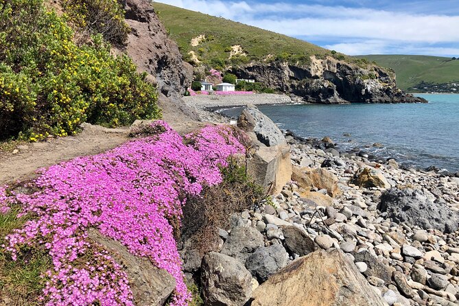 Lyttelton Shore Excursion - Guided Walking Tour and Picnic - Who should book this walk?