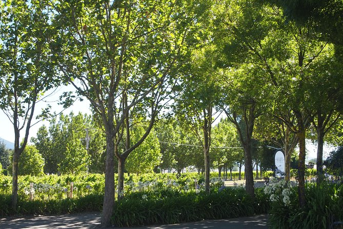 Marlborough Wine Region Tour from the Port of Picton - Saint Clair brings wine and lunch together