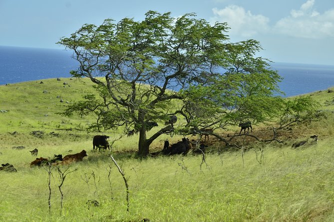 Maui Shore Excursions : Road to Hana With Pickup & Lunch - Wai‘anapanapa combines black sand, caves, and lunch