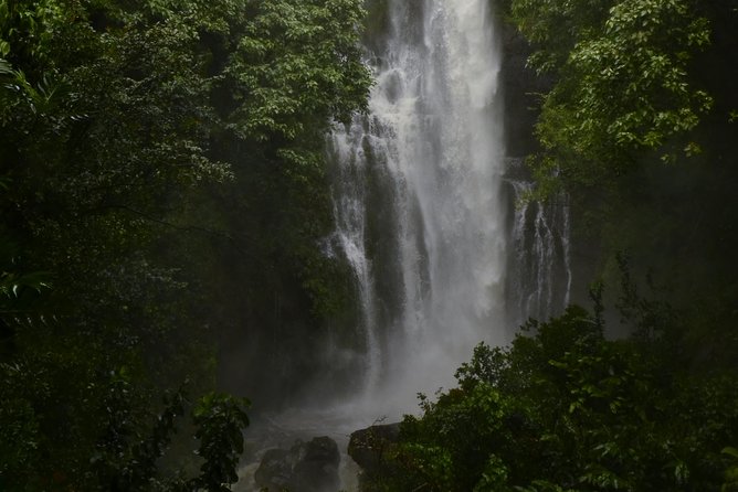 Maui Shore Excursions : Road to Hana With Pickup & Lunch - Rainbow eucalyptus and Hana Farms slow the return