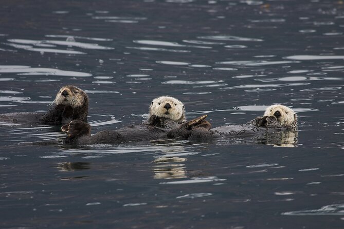 Meares Glacier Cruise Excursion from Valdez - Practical planning for families and special diets