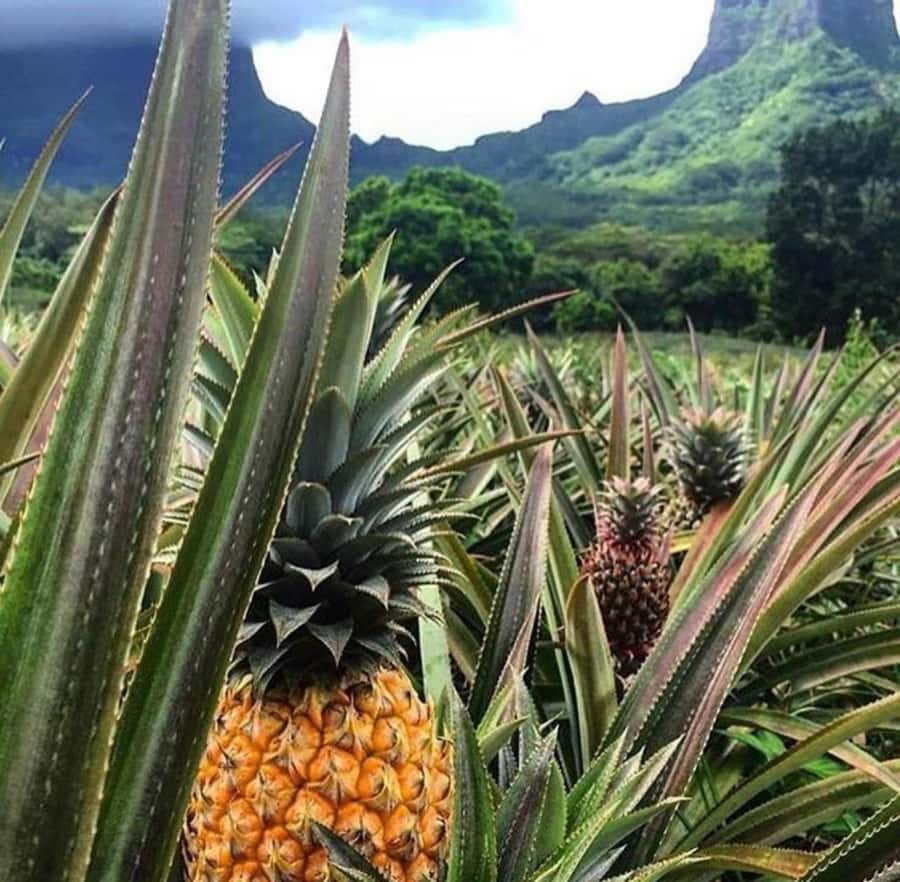 Moorea Cruise Ships 4x4, Belvedere Magic mount PRIVATE Tours - Key points to know before you book