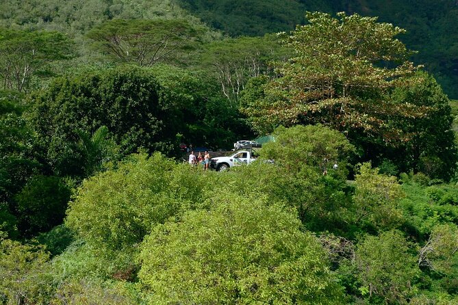 Moorea Cruise Ships: 4x4, Belvedere,Magic Mountain pineaple - The river, freshwater eels, and a glimpse of island life