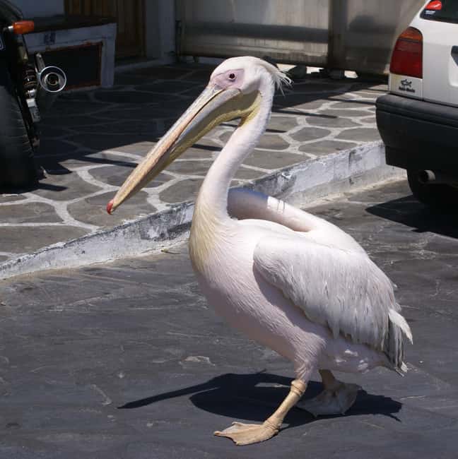 Mykonos: Cruise Ship Terminal Pickup & Sightseeing Tour - Key points to know before booking