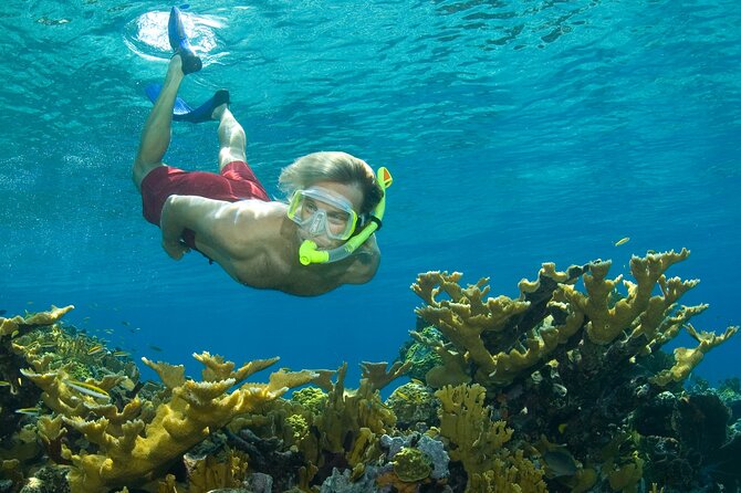 Nassau Shore Excursion: Bahamas Snorkel Adventure - Quick take: what matters most