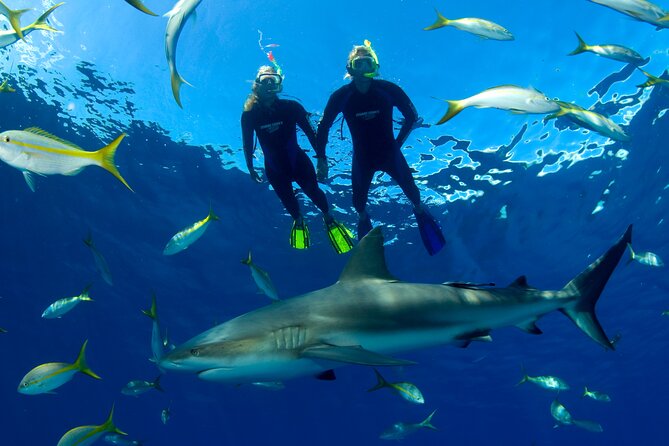 Nassau Shore Excursion: Bahamas Snorkel Adventure - How the crew handles beginners and families