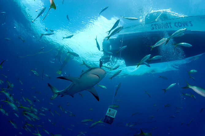 Nassau Shore Excursion: Bahamas Snorkel Adventure - Water temperature, wetsuits, and what to bring