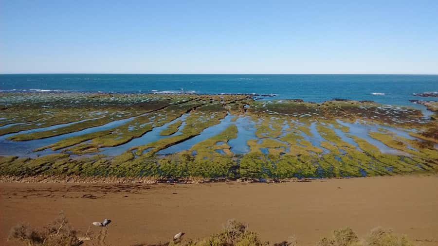 Peninsula Valdes: Shore excursion for cruise passengers - Key points to know before you book
