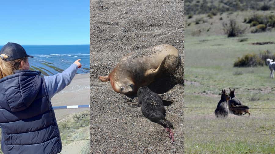 Peninsula Valdes: Shore excursion for cruise passengers - The Ameghino Isthmus and its whale skeleton