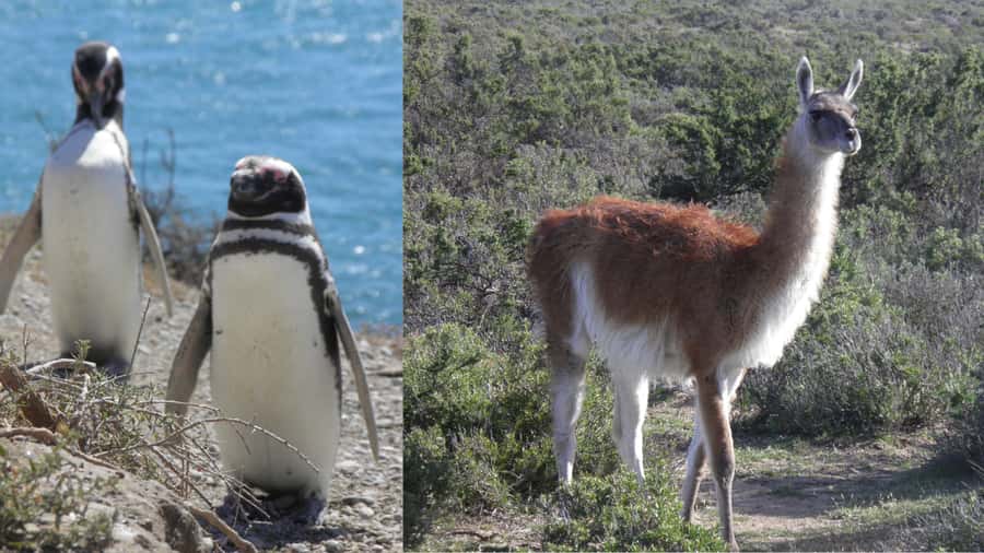 Peninsula Valdes: Shore excursion for cruise passengers - Caleta Valdes and the marine animals