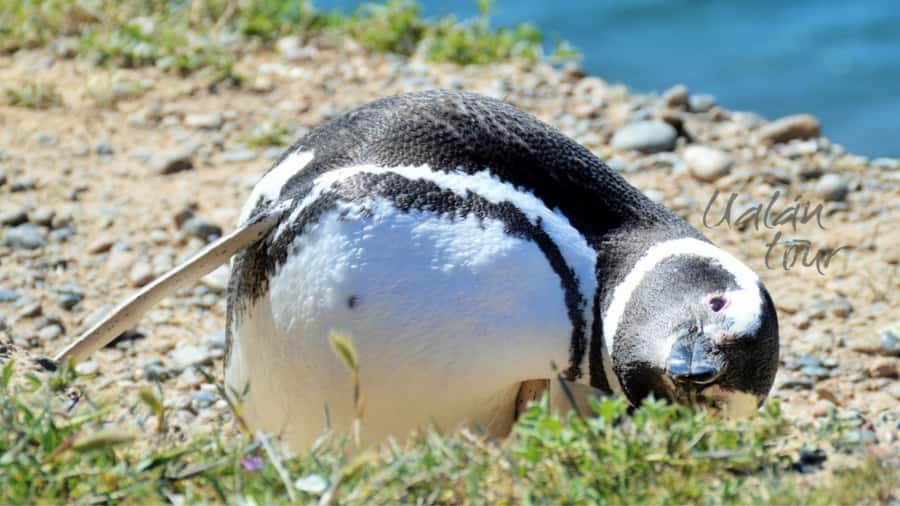 Peninsula Valdes: Shore excursion for cruise passengers - How much wildlife can you expect to see?