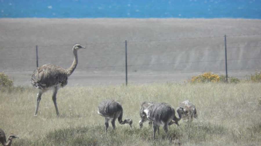 Peninsula Valdes: Shore excursion for cruise passengers - Who should choose this shore excursion?
