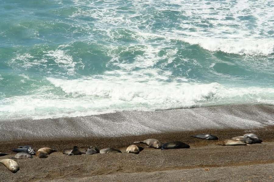Peninsula Valdes Shore Tour for Cruise Passengers + City - Caleta Valdes and the southern elephant seals